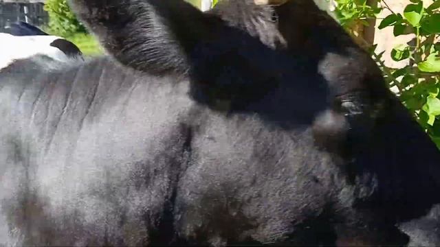 КОРОВА КАТТЯ. Утро - вечер. Д. Залучье.