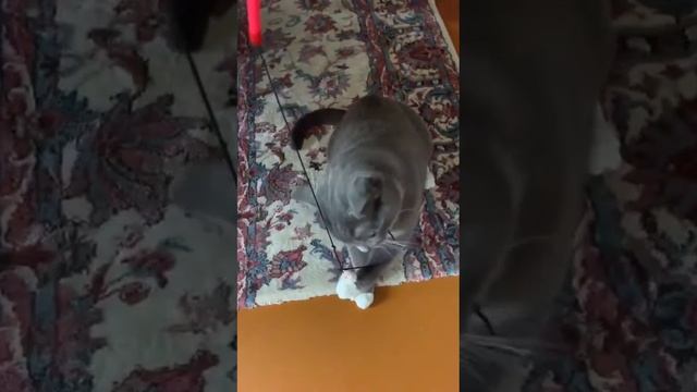 20....ПРЫЖОК КОСИ НА ЗАДНИХ ЛАПКАХ смотреть онлайн