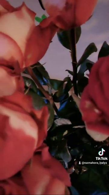 Сашка #ляляразмахова #шансонтв #королева #любовь #роза смотреть онлайн