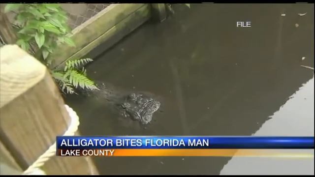 Florida man bit by alligator