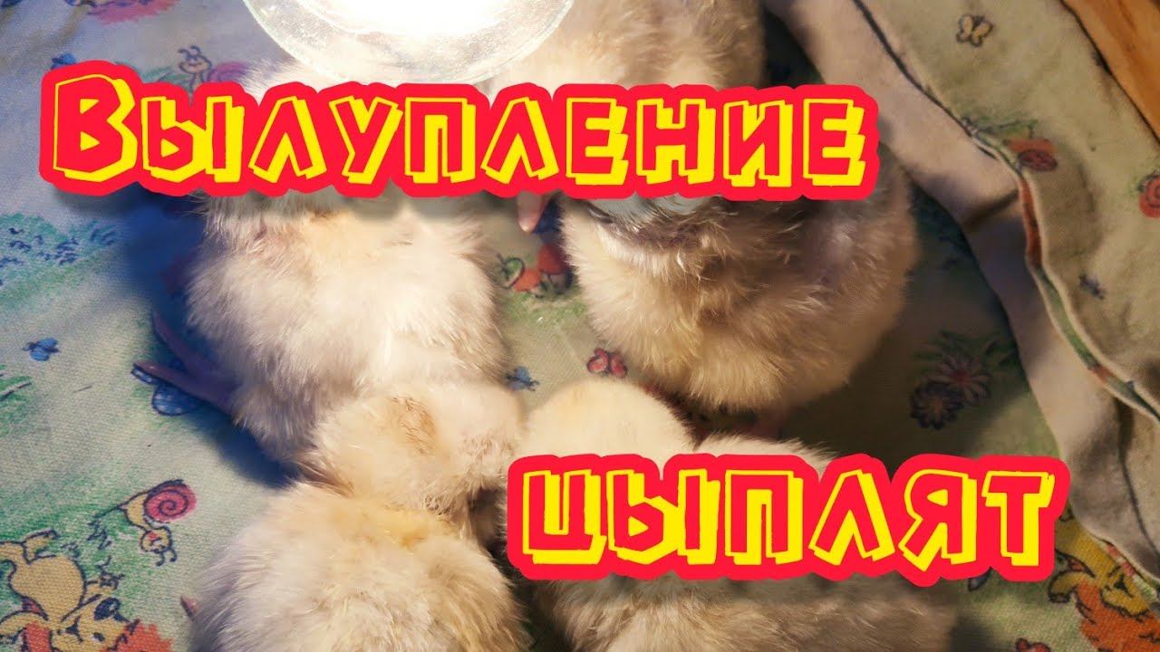 Вылупление цыплят от фабричных кур в самодельном инкубаторе