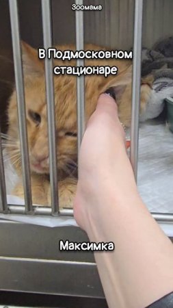 Мои спасеныши