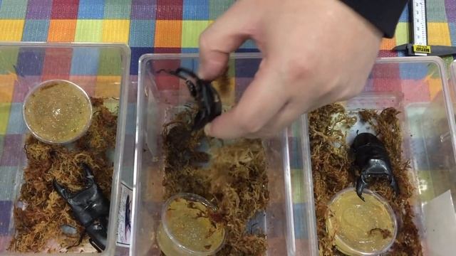 Dorcus titanus titanus Aceh Ep 3 【BEETLEZ】 смотреть онлайн