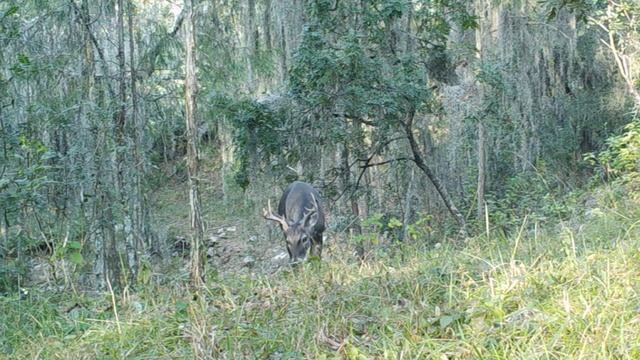 Mexico Wildlife / Javelina, Hawk, Mountain Lion, White Tail Deer, Coyote, Hare / Trail Cam Art