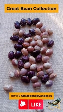 Фасоль  вьющаяся  фейерверк   семена bean fireworks  seeds