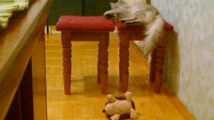 Алиса мутузит ёжика