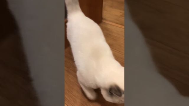 Британский кот трелька окраса лилак поинт в British House