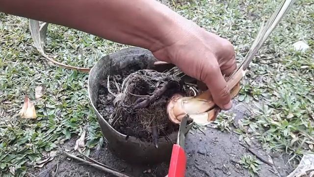 cara mengatasi bonsai hampir mati смотреть онлайн