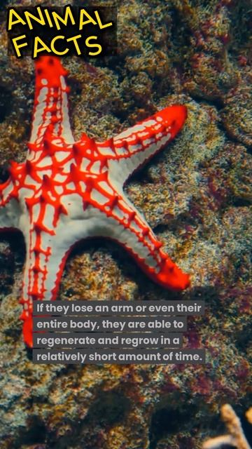 Amazing Facts: interesting facts about starfish #animals #short #shorts #animalfacts смотреть онлайн