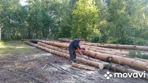 Валка леса погрузка мтз 82