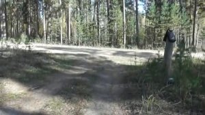 Обед в бору близ дороги из Карповки.  07. 10. 2023