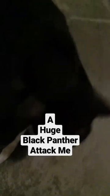 A Huge Black Panther Attack Me смотреть онлайн