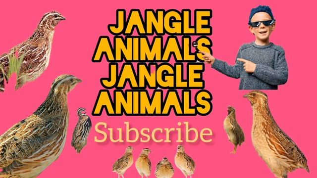 топлама солмок бедана бедана сайрашиСадои бедона Batair Ki Awaz Quail meeting بٹیروں کی آواز смотреть онлайн