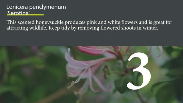 The best climbing plants