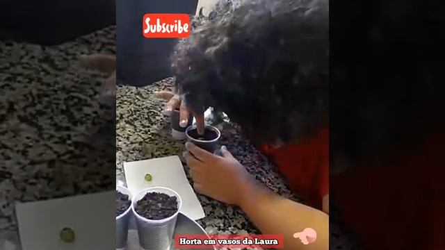 Como plantar pitanga em vaso! (semente) @hortadalaura смотреть онлайн