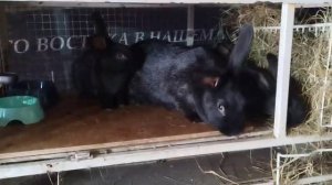 Весна на участке.