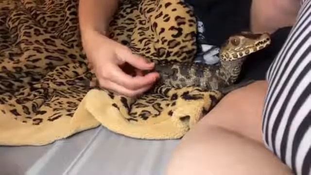 Exotic Cayman - Caimaninae Crocodilia - Buaya Jinak смотреть онлайн