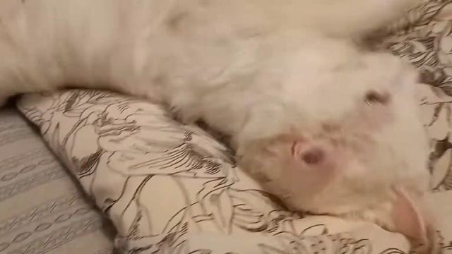 Кошачьи нежности