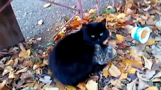 кисы кумертау смотреть онлайн