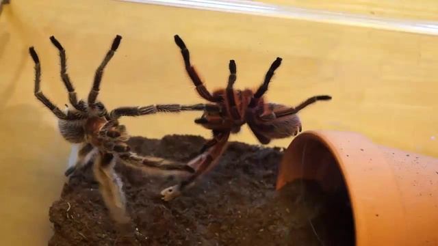 Grammostola rosea Mating - Short Version смотреть онлайн