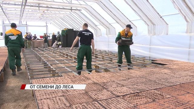 От семени до леса