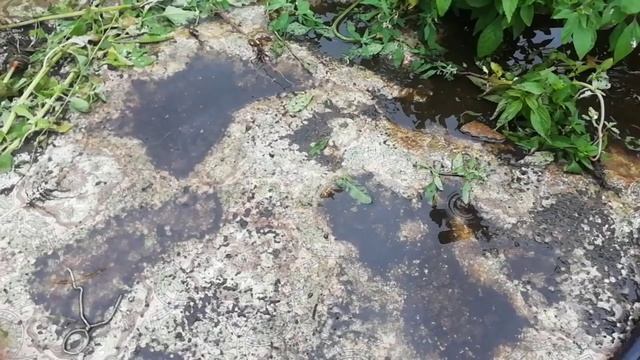 СКОЛЬКО МОЖНО ЗАРАБОТАТЬ СОБИРАЯ МАЛИНУ смотреть онлайн