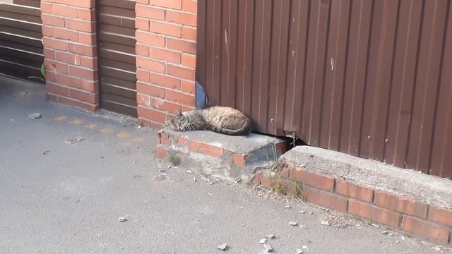 Ночь ее в комочек свернула,Глаза помогла закрыть смотреть онлайн