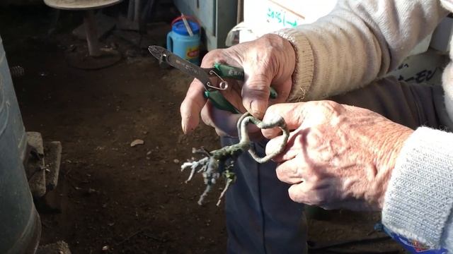 あなたもすぐに長寿梅盆栽二刀流チャレンジして見てください。翌日には盆栽が増えていきます。年齢78歳現役生産者小品盆栽職人矢島清芳園・＠盆栽タネ смотреть онлайн