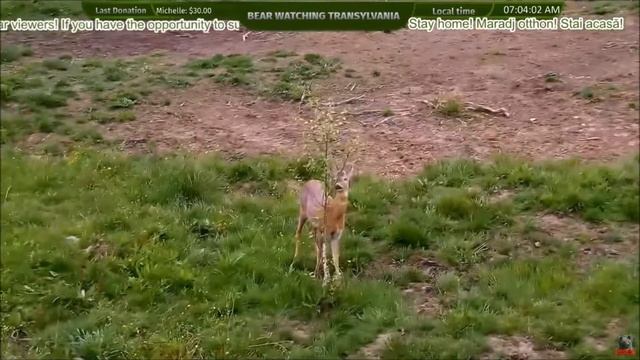 LIVE Animal Cam - Bear - Deer - Boar - Fox - Wolf - Birds - Wildlife - Transylvania, Romania, Europ смотреть онлайн
