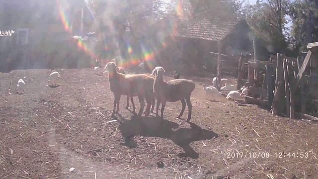 Гиссары. Ярки и баранчик. смотреть онлайн