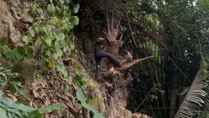 Harvesting forest palm trees and bring them to the market to sell, king kong amazon, Fp 310