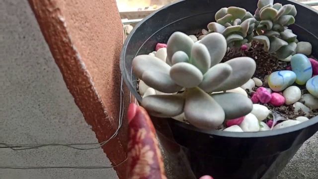 Tini Agartala ni nogo thang mani || kokborok vlog video || Mampi Debbarma Vlogs смотреть онлайн