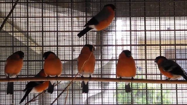 Ciuffolotti ancestrali maschi смотреть онлайн