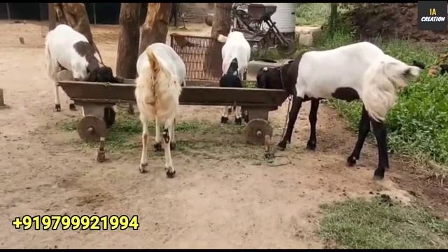 Totapuri Khassi Bakre @ ₹300 Per/ kg and ₹1500 palai | IA Creation | Shauk Qurbani Ka смотреть онлайн