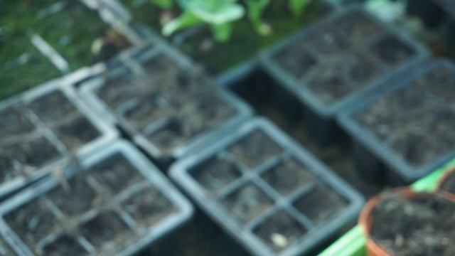 What to sow in April. Growing Melons in the UK 2021! смотреть онлайн