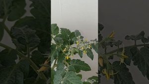 Огород в квартире/Томат Сладкая ягодка и Перец Кузя/🍅+🫑