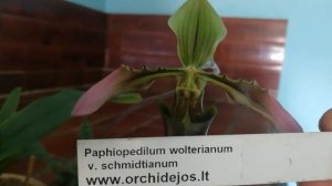 Цветение орхидей рода "Paphiopedilum".
