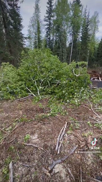 Cut more trees down on the property 2024 #fire #firewood смотреть онлайн