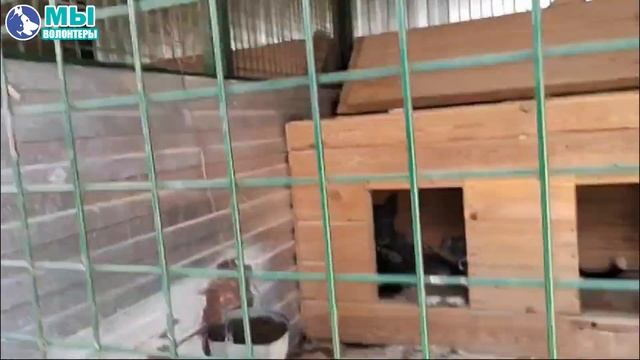 🐶🐶 ДЖЕЙ  и Беркут - мои подопечные в приюте Щербинка, от волонтера Марины Столярчук