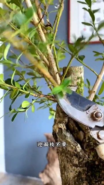 GaoGarden 高老莊 Bonsai 盆栽 坨坨黄杨造型 #盆景 #黄杨盆景 смотреть онлайн