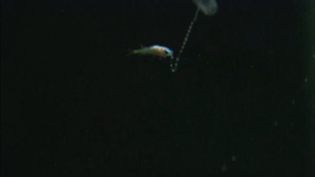 Carukia barnesi, venomous Irukandji jellyfish actively fish смотреть онлайн