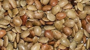 कुलथी दाल के फायदे और नुकसान | Kulthi ki daal ke fayde | Kulthi dal benefits