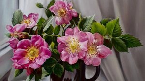 ВОДОЛЕИ. 🍀🍀🍀 Ваш таро-прогноз на май 2025 года