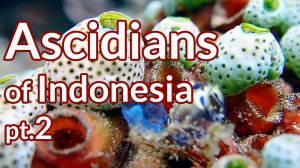 Ascidians of Indonesia Ep.2