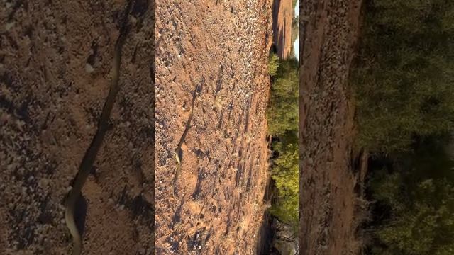 Inland Taipan (most venomous snake in the world) смотреть онлайн