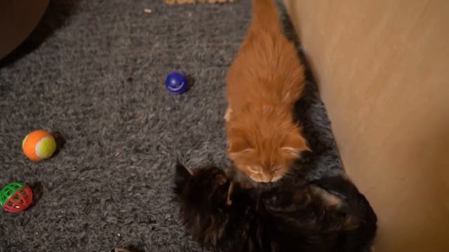 Котята день 25. Часть до части смотреть онлайн