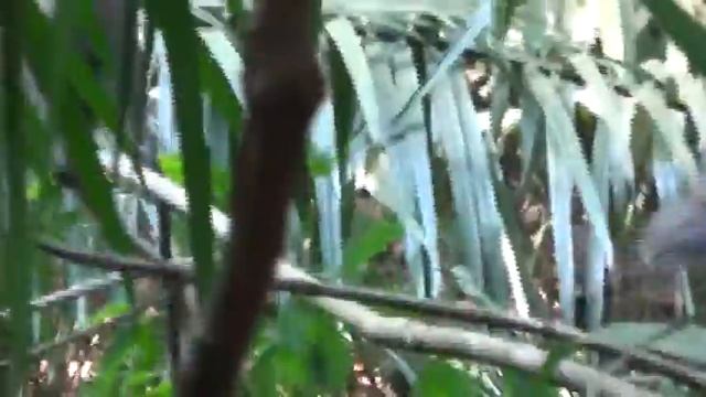 Mobbing of red - tailed racer by squirrels and macaques смотреть онлайн