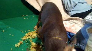 Андрей, давай купим собачку!!!!