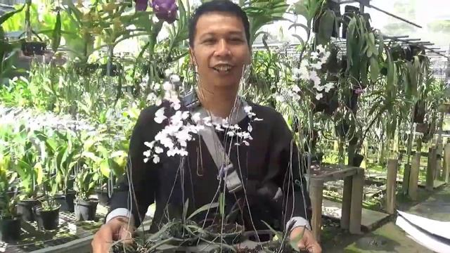 @kangbasyirorchids Ionopsis utricularioides (anggrek sakura) смотреть онлайн