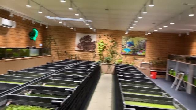What My Fish Room REALLY Looks Like - Fish Room Update Ep. 117